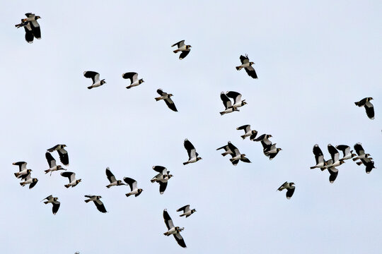 Northern Lapwing (Vanellus vanellus) in Bull Island, Dublin - Common in Europe