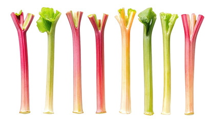 Fresh Rhubarb Stalks A Vibrant Collection of Red Pink and Green Stems