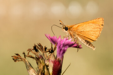 Obraz premium Skipper (butterfly) feeding on a pink wildflower