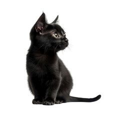 Mystical Black Cat Sitting Gracefully on Deep Black Background Exuding Enchantment and Intrigue with Its Glimmering Eyes isolated on a white background