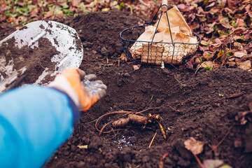Gardener planting bare rooted peony tubers in soil adding fertilizer in hole. Spring gardening jobs. Close up