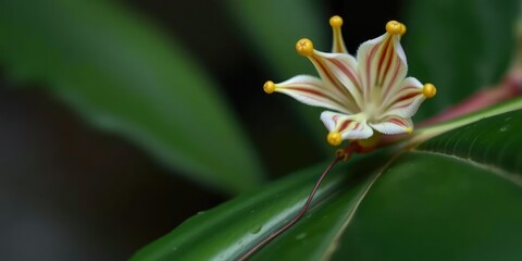 Fototapeta premium Close-up of bulbophyllum elizabeth ann flowers on a leaf, orchid species, leafy greens