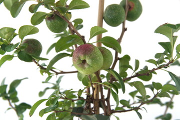 Chaenomeles fruit, Chaenomeles japonica, Quince plant, on white background