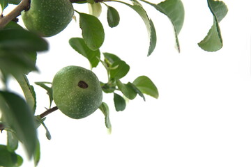 Chaenomeles fruit, Chaenomeles japonica, Quince plant, on white background