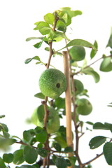 Chaenomeles fruit, Chaenomeles japonica, Quince plant, on white background
