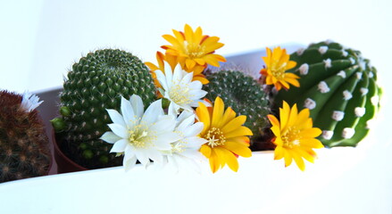 Rebutia cv. in bloom,  with white 
 and yellow flowers, on white  background