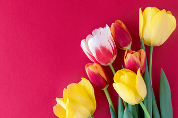 close-up of red and yellow tulips on a red background with space for text. floral and summer background. flat layout. copy space