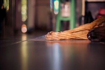Patas de perro recostado en el suelo con luces y sombras de la ventana