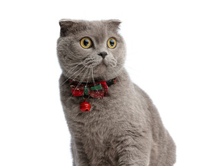 closeup of gentleman british shorthair looking to side