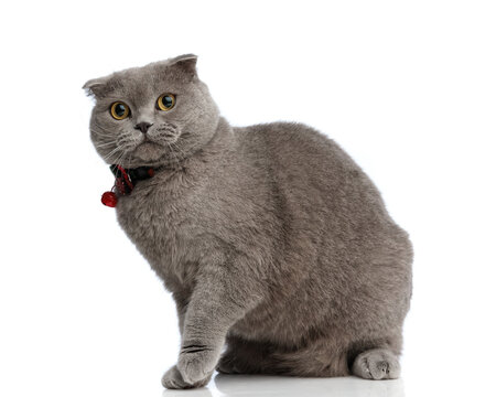 side view of elegant british shorthair cat sitting - Powered by Adobe