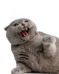 angry grey cat looking up and preparing to attack