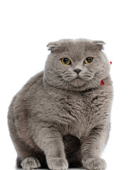 adorable fat british shorthair cat with red bow tie