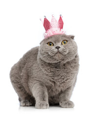 cute grey cat wearing halloween crown hat while sitting