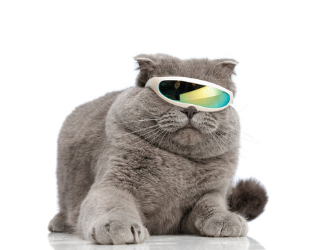 cute british shorthair cat wearing futuristic cyclop sunglasses