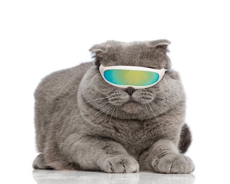 cute gray cat wearing x-men sunglasses while lying down