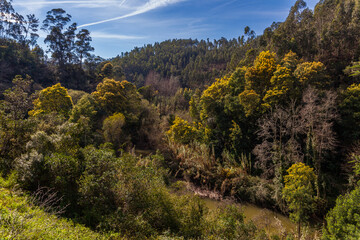 Lush green forest foliage thrives under a bright blue sky, showcasing the beauty of nature with a mix of textures and shades