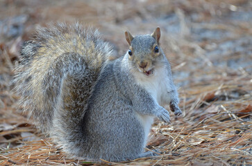 Close up of Grey Squirrel in Forest during fall