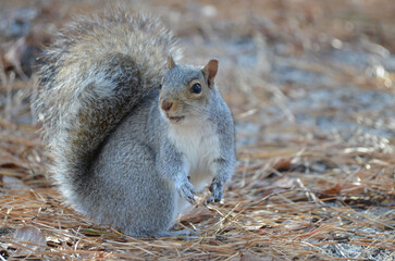 Close up of Grey Squirrel in Forest during fall