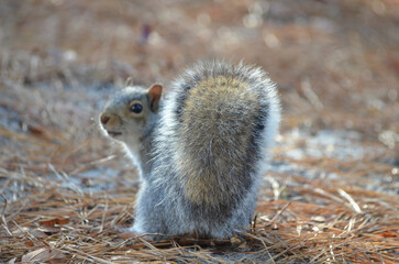 Close up of Grey Squirrel in Forest during fall