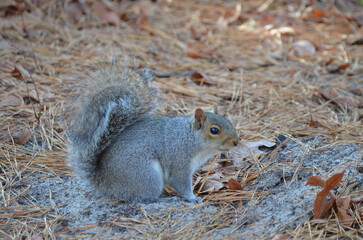 Close up of Grey Squirrel in Forest during fall