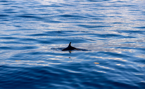 GeneratedDorsal fin of a dolphin (Stenella attenuata) cruising on the coast of Martinique in the calm tropical waters of the caribbean sea. Marine mammal appearing next to the boat during a whal image