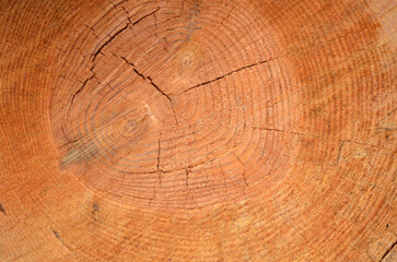 Fototapeta premium Macro texture of fresh cut tree rings wood