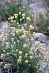 Helichrysum italicum, Helichrysum arenarium,  curry plant,  Italian strawflower, dwarf everlast,  immortelle - a flowering  ornamental and medicinal plant of the daisy family Asteraceae.