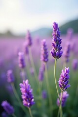 Naklejka premium Soft lavender blooms sway gently in the breeze, calming, lavender fields