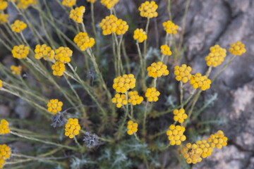 Obraz premium Helichrysum italicum, Helichrysum arenarium, curry plant, Italian strawflower, dwarf everlast, immortelle - a flowering ornamental and medicinal plant of the daisy family Asteraceae.