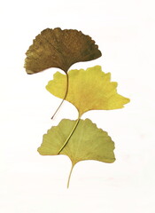 Ginko biloba leaves. Three ginko biloba leaves on white background.    