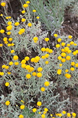 Helichrysum italicum, Helichrysum arenarium, curry plant, Italian strawflower, dwarf everlast, immortelle - a flowering ornamental and medicinal plant of the daisy family Asteraceae