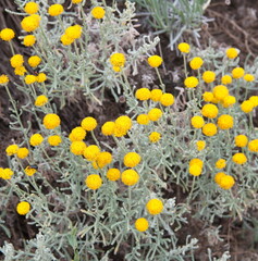 Helichrysum italicum, Helichrysum arenarium, curry plant, Italian strawflower, dwarf everlast, immortelle - a flowering ornamental and medicinal plant of the daisy family Asteraceae