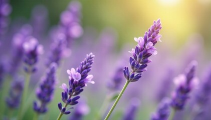 Soft lavender blooms sway gently in the breeze, serene, flowers, purple