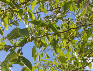 Berries of Morus, a genus of flowering plants in the family Moraceae,  known as mulberries