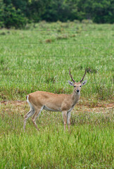 Fototapeta premium animal Brazilian Pantanal, pampas deer , Ozotoceros bezoarticus 