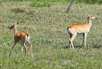 animal Brazilian Pantanal,  pampas deer , Ozotoceros bezoarticus 