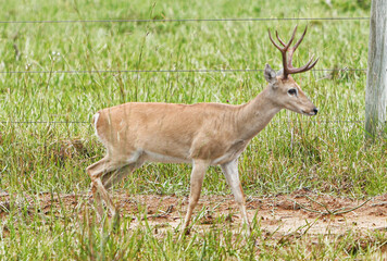 animal Brazilian Pantanal,  pampas deer , Ozotoceros bezoarticus 