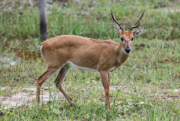 animal Brazilian Pantanal,  pampas deer , Ozotoceros bezoarticus 