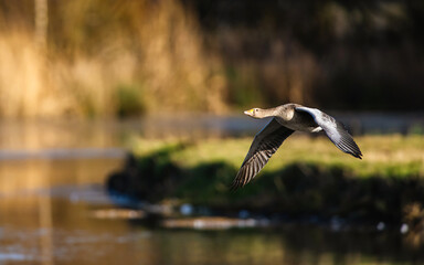 Fototapeta premium Greylag Goose, Anser anser, bird in flight over winter marshes