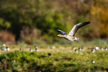 Greylag Goose, Anser anser, bird in flight over winter marshes