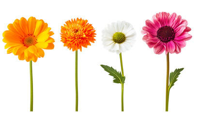 Set of vibrant daisy flowers on transparent png background for botanical illustrations, floral design, and nature-themed digital art projects