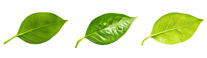 Obraz premium Set of fresh green leaves on transparent png background for botanical illustrations, eco-friendly design, and nature-themed digital art projects
