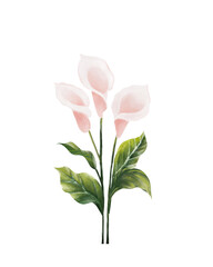 Fototapeta premium pink lilies isolated on white