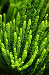  natural plant texture background of coniferous plant branches.
 Araucaria heterophylla