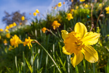 Fototapeta premium A vibrant yellow daffodil flower stands prominently in the foreground, surrounded by a field of daffodils under a bright blue sky with a few wispy clouds.