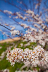 A close-up shot showcases delicate white blossoms clustered on a tree branch against a backdrop of a bright blue sky with wispy clouds, highlighting the beauty of spring.