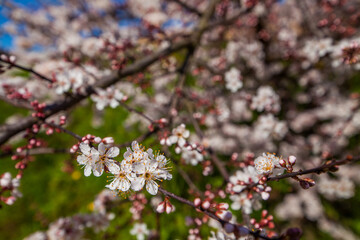 A close-up shot showcases delicate white blossoms clustered on a tree branch against a backdrop of a bright blue sky with wispy clouds, highlighting the beauty of spring.