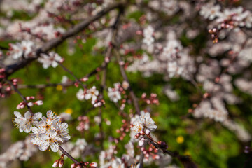 A close-up shot showcases delicate white blossoms clustered on a tree branch against a backdrop of a bright blue sky with wispy clouds, highlighting the beauty of spring.