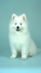 Playful fluffy white samoyed on soft light blue background pet portrait studio setting cheerful atmosphere