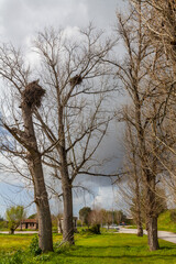 Bare trees with visible nests stand against a cloudy sky, overlooking a green field with a building and distant road, conveying a sense of rural tranquility.